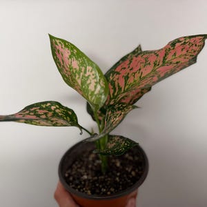 Peut inclure: Une plante Aglaonema dans un pot en plastique marron fonc&eacute;. La plante pr&eacute;sente des feuilles pointues en forme de lance avec un motif panach&eacute; de rose tendre et de vert fonc&eacute;. Le feuillage est dense, avec des teintes roses concentr&eacute;es au centre.