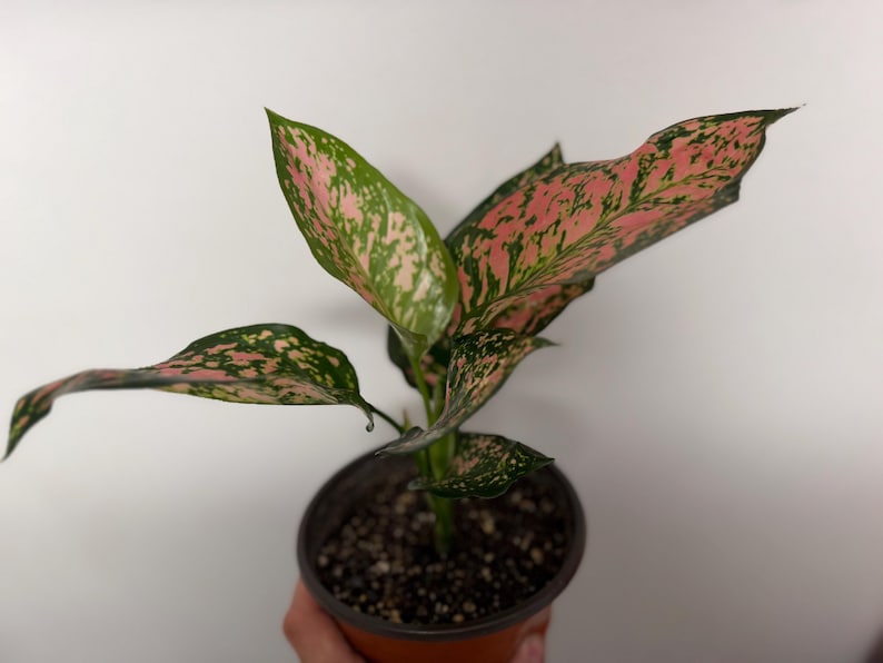 Peut inclure: Une plante Aglaonema dans un pot en plastique marron fonc&eacute;. La plante pr&eacute;sente des feuilles pointues en forme de lance avec un motif panach&eacute; de rose tendre et de vert fonc&eacute;. Le feuillage est dense, avec des teintes roses concentr&eacute;es au centre.