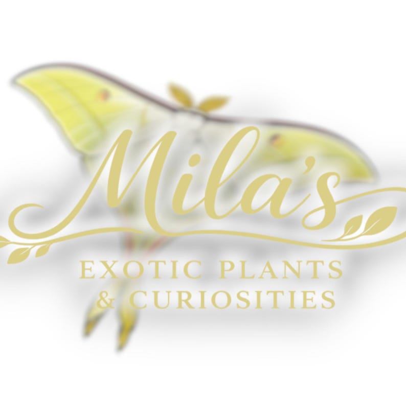 May include: Logo for "Mila's Exotic Plants & Curiosities" featuring a stylized yellow moth with a gold script font overlay. The text includes the business name and the description of the business.