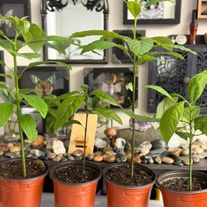 Puede incluir: Cuatro j&oacute;venes plantas de aguacate en macetas de pl&aacute;stico naranja. Las plantas tienen hojas verdes vibrantes y tallos delgados. Las macetas est&aacute;n llenas de tierra oscura, y las plantas est&aacute;n dispuestas en una estanter&iacute;a de madera con piedras decorativas.