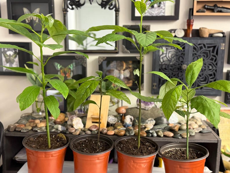 Puede incluir: Cuatro j&oacute;venes plantas de aguacate en macetas de pl&aacute;stico naranja. Las plantas tienen hojas verdes vibrantes y tallos delgados. Las macetas est&aacute;n llenas de tierra oscura, y las plantas est&aacute;n dispuestas en una estanter&iacute;a de madera con piedras decorativas.