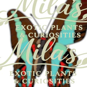 Pode incluir: Um logotipo com um design de borboleta com detalhes em marrom, azul-turquesa e vermelho. O texto "Mila's" est&aacute; sobreposto em um script verde claro, com "EXOTIC PLANTS & CURIOSITIES" abaixo. O design sugere uma loja de plantas ex&oacute;ticas.