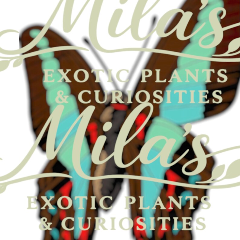 Pode incluir: Um logotipo com um design de borboleta com detalhes em marrom, azul-turquesa e vermelho. O texto "Mila's" est&aacute; sobreposto em um script verde claro, com "EXOTIC PLANTS & CURIOSITIES" abaixo. O design sugere uma loja de plantas ex&oacute;ticas.