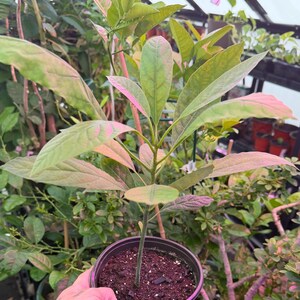 Puede incluir: Una joven planta de aguacate en una maceta de pl&aacute;stico negro. La planta tiene hojas grandes, de color verde claro con bordes rosados. La maceta est&aacute; llena de tierra marr&oacute;n oscura. Otras plantas son visibles en el fondo, en un invernadero.