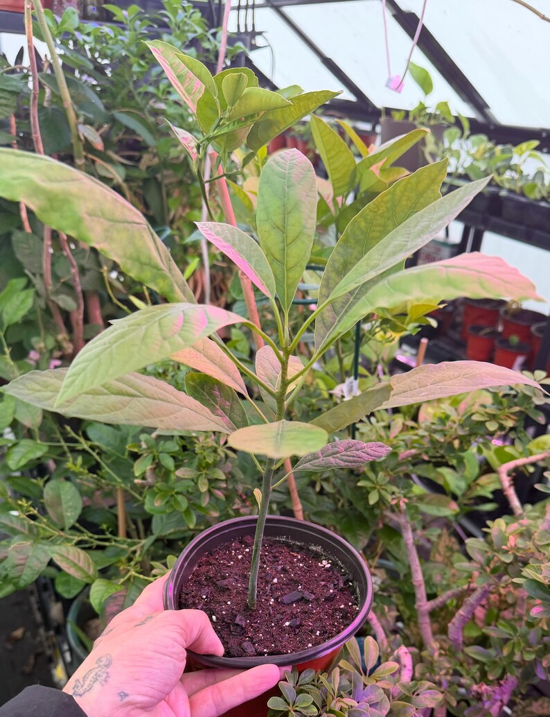 Puede incluir: Una joven planta de aguacate en una maceta de pl&aacute;stico negro. La planta tiene hojas grandes, de color verde claro con bordes rosados. La maceta est&aacute; llena de tierra marr&oacute;n oscura. Otras plantas son visibles en el fondo, en un invernadero.