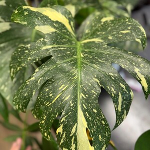 May include: A large, heart-shaped Monstera leaf featuring deep green coloration with prominent creamy yellow variegation in a speckled, mottled pattern. The leaf displays characteristic natural fenestrations and splits along its edges.