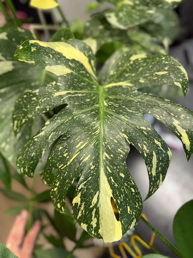 May include: A large, heart-shaped Monstera leaf featuring deep green coloration with prominent creamy yellow variegation in a speckled, mottled pattern. The leaf displays characteristic natural fenestrations and splits along its edges.