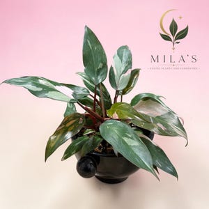 May include: A Philodendron Pink Princess plant with variegated dark green leaves featuring splashes of pink and cream, potted in a black container. The text MILA'S EXOTIC PLANTS AND CURIOSITIES with a crescent moon and leaf logo appears above the plant.
