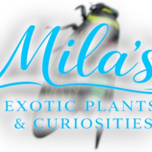 K&ouml;nnte beinhalten: Das Bild zeigt den Text "Mila's" in hellblauer Schrift, &uuml;ber den Worten "EXOTIC PLANTS & CURIOSITIES". Im Hintergrund befindet sich eine unscharfe Insektengrafik, die auf ein Thema mit exotischen Pflanzen und Kuriosit&auml;ten hindeutet.