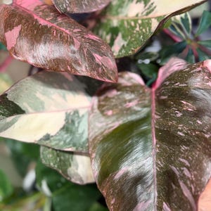 May include: A Philodendron Pink Princess plant featuring large, heart-shaped leaves with a variegated pattern of deep dark green, creamy white, and vibrant pink splashes. The foliage has a glossy, smooth texture with distinct pink veining.
