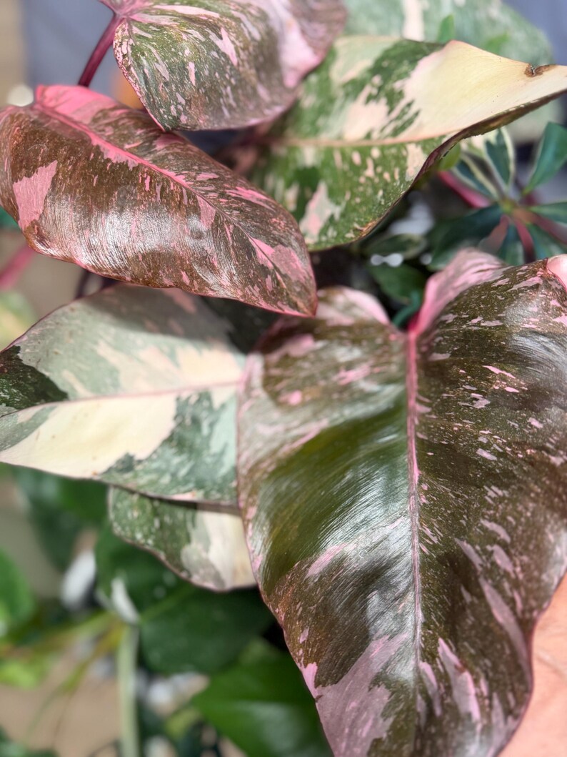 May include: A Philodendron Pink Princess plant featuring large, heart-shaped leaves with a variegated pattern of deep dark green, creamy white, and vibrant pink splashes. The foliage has a glossy, smooth texture with distinct pink veining.