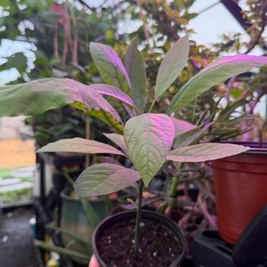 Puede incluir: Una joven planta de aguacate en una maceta negra, con hojas grandes y verde claro. La planta est&aacute; bajo una luz de crecimiento rosada-p&uacute;rpura, con otras plantas y macetas en el fondo. Las hojas tienen venas prominentes.