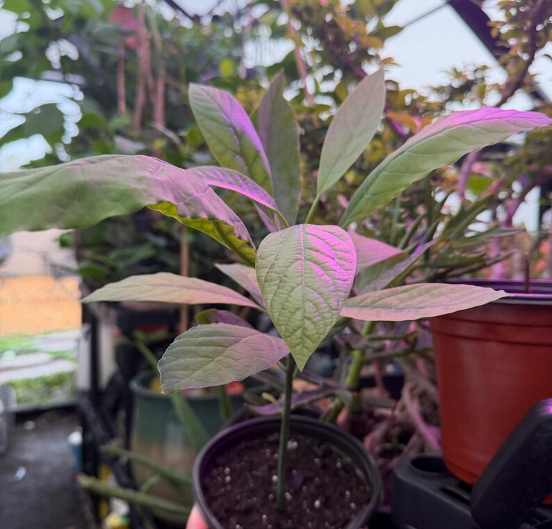 Puede incluir: Una joven planta de aguacate en una maceta negra, con hojas grandes y verde claro. La planta est&aacute; bajo una luz de crecimiento rosada-p&uacute;rpura, con otras plantas y macetas en el fondo. Las hojas tienen venas prominentes.