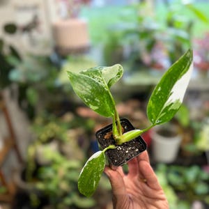 May include: A small potted plant with variegated leaves featuring shades of green and white. The plant is housed in a square black plastic nursery container filled with dark potting soil, showcasing distinct white splashes on the foliage.