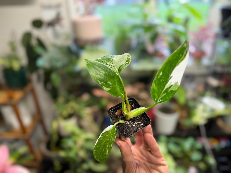 May include: A small potted plant with variegated leaves featuring shades of green and white. The plant is housed in a square black plastic nursery container filled with dark potting soil, showcasing distinct white splashes on the foliage.