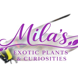 Pode incluir: Um logotipo para "Mila's Exotic Plants & Curiosities" em escrita roxa com um design de inseto estilizado. O texto &eacute; sobreposto a uma imagem de inseto desfocada com detalhes em amarelo e preto.