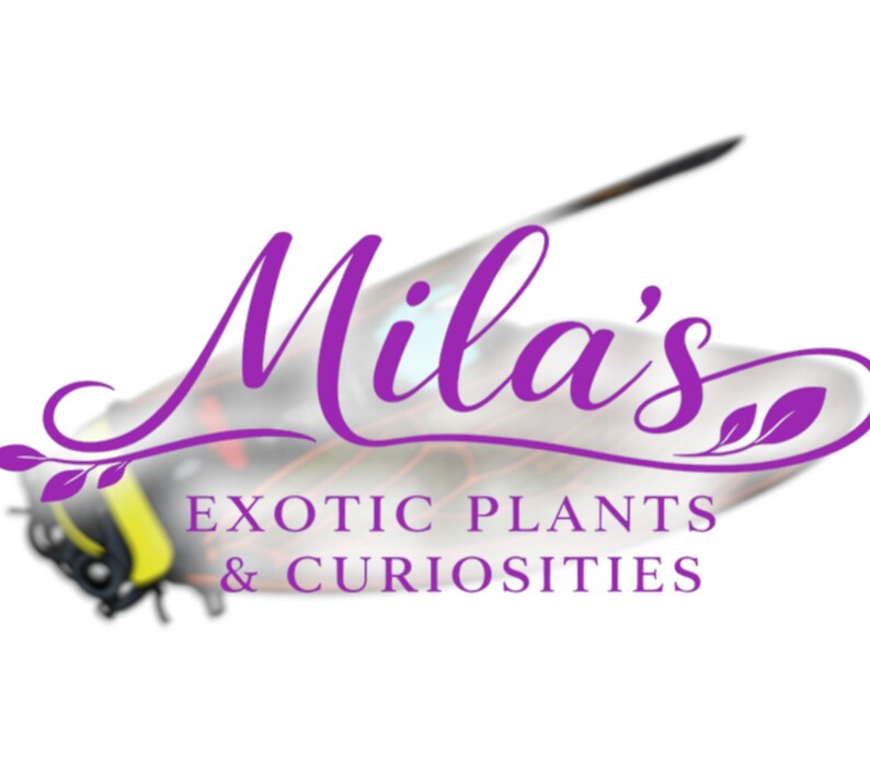 Pode incluir: Um logotipo para "Mila's Exotic Plants & Curiosities" em escrita roxa com um design de inseto estilizado. O texto &eacute; sobreposto a uma imagem de inseto desfocada com detalhes em amarelo e preto.