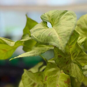 May include: A Syngonium plant featuring arrow-shaped leaves with a variegated pattern of light green, lime, and subtle pinkish-brown spots. The foliage displays a smooth texture with prominent veins, showcasing a mix of bright and muted green tones.