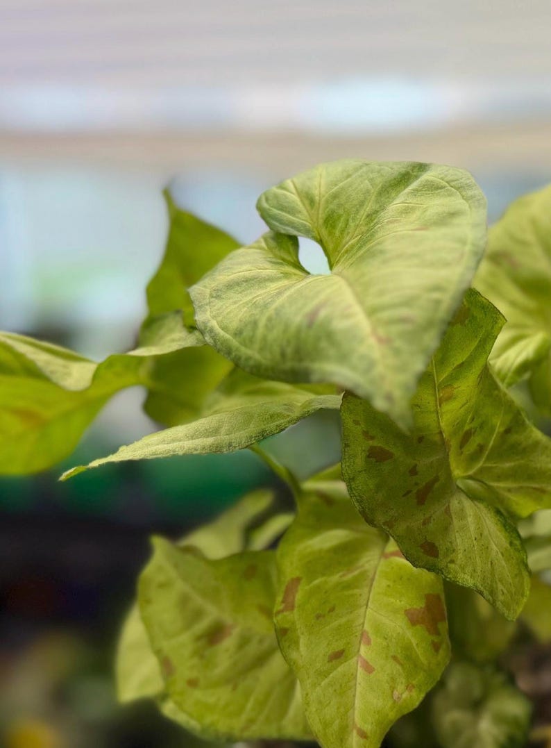 May include: A Syngonium plant featuring arrow-shaped leaves with a variegated pattern of light green, lime, and subtle pinkish-brown spots. The foliage displays a smooth texture with prominent veins, showcasing a mix of bright and muted green tones.