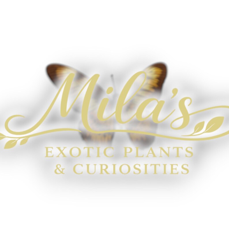 Pode incluir: Um logotipo para "Mila's Exotic Plants & Curiosities" apresenta uma borboleta estilizada no fundo com uma fonte dourada. O texto &eacute; dourado e inclui o nome da empresa e o slogan.