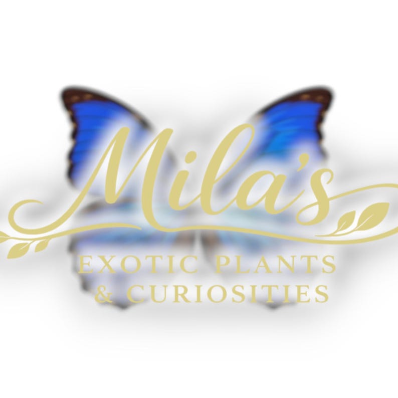 May include: A logo featuring the name "Mila's" in a cursive font, overlaid on a blurred image of a butterfly with blue and brown wings. The text "EXOTIC PLANTS & CURIOSITIES" is below the name.