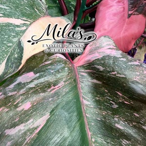 May include: A Philodendron Pink Princess plant with large, heart-shaped leaves featuring dark green foliage and variegated patches of light pink. The plant has deep burgundy stems and text overlay that reads Mila's EXOTIC PLANTS & CURIOSITIES.