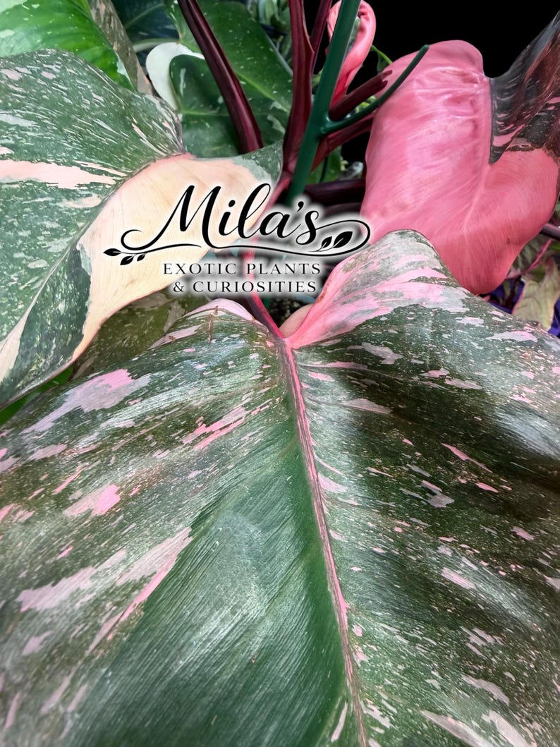 May include: A Philodendron Pink Princess plant with large, heart-shaped leaves featuring dark green foliage and variegated patches of light pink. The plant has deep burgundy stems and text overlay that reads Mila's EXOTIC PLANTS & CURIOSITIES.