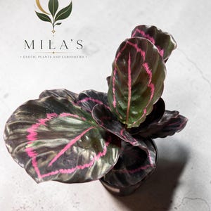 May include: A Calathea plant with dark, glossy, oval-shaped leaves featuring vibrant pink, jagged, vein-like patterns. The plant is potted in a black container. The text 'MILA'S EXOTIC PLANTS AND CURIOSITIES' appears above the plant with a logo.