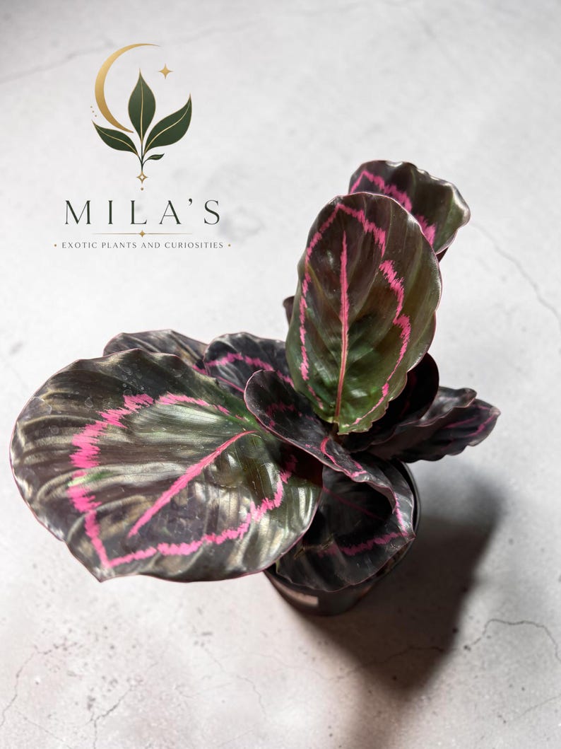 May include: A Calathea plant with dark, glossy, oval-shaped leaves featuring vibrant pink, jagged, vein-like patterns. The plant is potted in a black container. The text 'MILA'S EXOTIC PLANTS AND CURIOSITIES' appears above the plant with a logo.