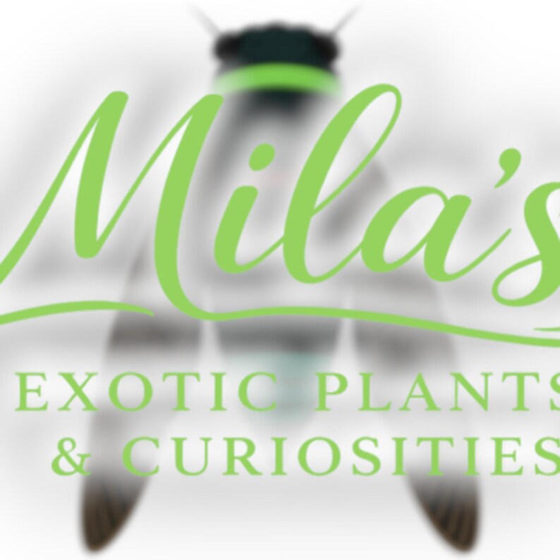 May include: A logo for "Mila's Exotic Plants & Curiosities" features a stylized insect with green accents and the business name in a flowing green script. The text "EXOTIC PLANTS & CURIOSITIES" is below the name.