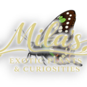 Puede incluir: Logotipo de "Mila's Exotic Plants & Curiosities" con una mariposa con alas marrones y blancas, detalles en verde y una fuente amarilla. El texto debajo dice "Exotic Plants & Curiosities".