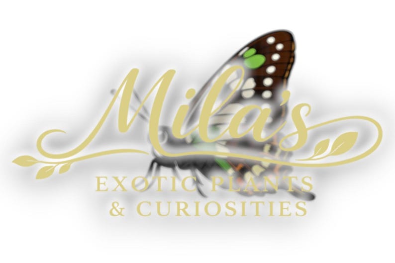 Puede incluir: Logotipo de "Mila's Exotic Plants & Curiosities" con una mariposa con alas marrones y blancas, detalles en verde y una fuente amarilla. El texto debajo dice "Exotic Plants & Curiosities".