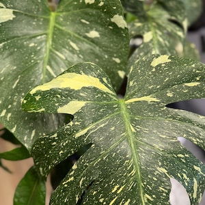 May include: A Monstera Thai Constellation plant featuring large, heart-shaped leaves with deep green foliage and creamy yellow, speckled variegation. The leaves display characteristic natural fenestrations and a distinct, mottled pattern across the surface.