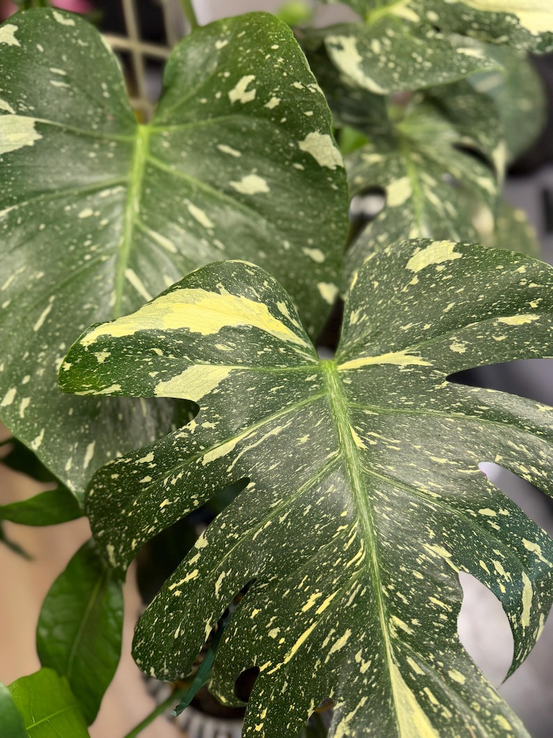 May include: A Monstera Thai Constellation plant featuring large, heart-shaped leaves with deep green foliage and creamy yellow, speckled variegation. The leaves display characteristic natural fenestrations and a distinct, mottled pattern across the surface.