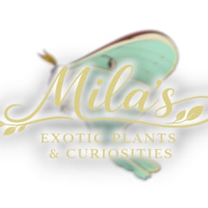 May include: Logo for "Mila's Exotic Plants & Curiosities" featuring a stylized moth in shades of green and brown. The business name is in elegant gold script, with the tagline below in a serif font.