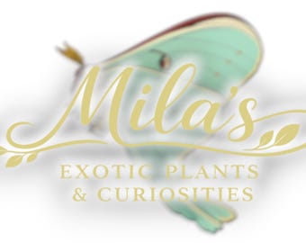 May include: Logo for "Mila's Exotic Plants & Curiosities" featuring a stylized moth in shades of green and brown. The business name is in elegant gold script, with the tagline below in a serif font.