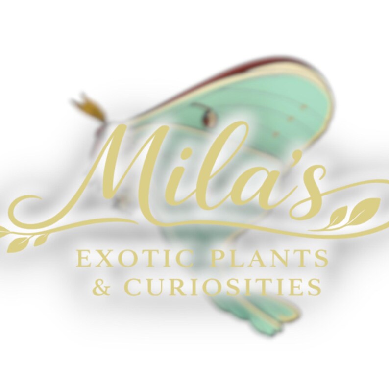 May include: Logo for "Mila's Exotic Plants & Curiosities" featuring a stylized moth in shades of green and brown. The business name is in elegant gold script, with the tagline below in a serif font.