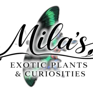 以下が含まれることがあります： Mila's Exotic Plants & Curiositiesのロゴ。ロゴは、テキスト「EXOTIC PLANTS & CURIOSITIES」の上に、エレガントなスクリプトで「Mila's」という名前を特徴としています。緑と青の羽を持つ蝶が背景にあります。