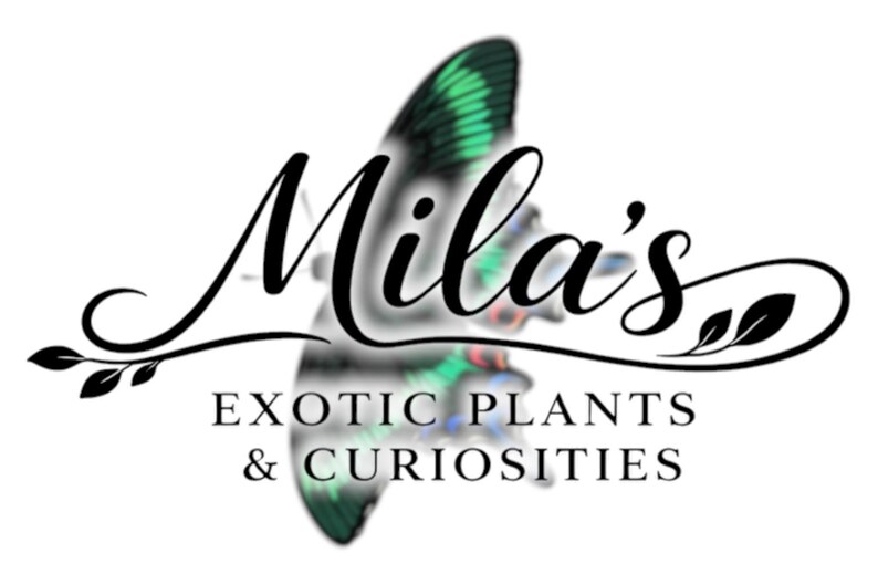 以下が含まれることがあります： Mila's Exotic Plants & Curiositiesのロゴ。ロゴは、テキスト「EXOTIC PLANTS & CURIOSITIES」の上に、エレガントなスクリプトで「Mila's」という名前を特徴としています。緑と青の羽を持つ蝶が背景にあります。