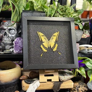 May include: A framed display of a yellow butterfly with black patterns, set against a dark, speckled backdrop. The butterfly is centrally positioned within a black frame, displayed on a small wooden easel. The image is surrounded by plants and decorative items.