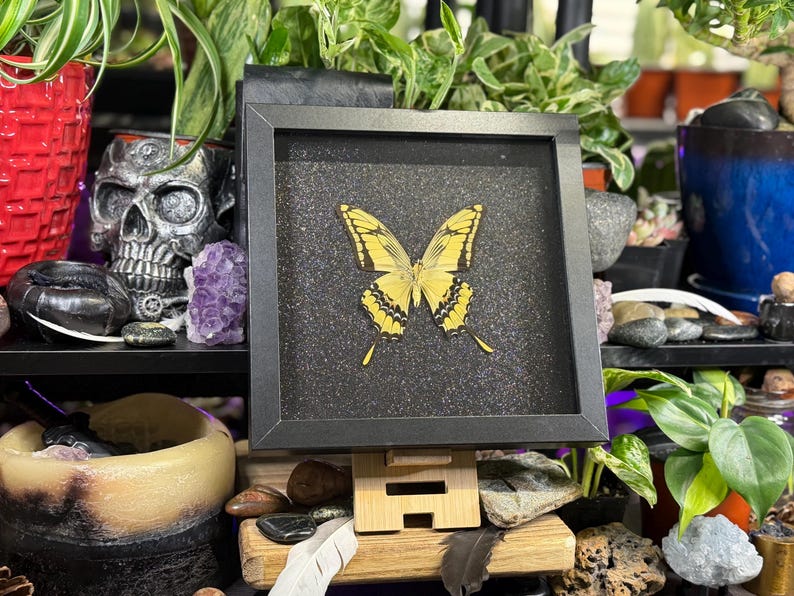 May include: A framed display of a yellow butterfly with black patterns, set against a dark, speckled backdrop. The butterfly is centrally positioned within a black frame, displayed on a small wooden easel. The image is surrounded by plants and decorative items.