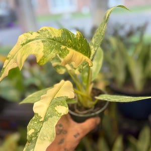 K&ouml;nnte beinhalten: Eine Philodendron Ring of Fire Pflanze im Topf mit l&auml;nglichen, gezackten Bl&auml;ttern in einem panaschierten Muster aus hellem Gelb, Creme und Dunkelgr&uuml;n. Die Pflanze befindet sich in einem dunklen Kunststoff-Pflanztopf mit sichtbarer Erde.