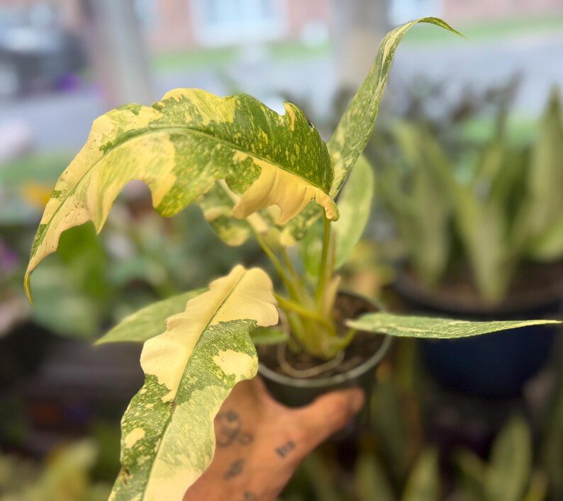 K&ouml;nnte beinhalten: Eine Philodendron Ring of Fire Pflanze im Topf mit l&auml;nglichen, gezackten Bl&auml;ttern in einem panaschierten Muster aus hellem Gelb, Creme und Dunkelgr&uuml;n. Die Pflanze befindet sich in einem dunklen Kunststoff-Pflanztopf mit sichtbarer Erde.