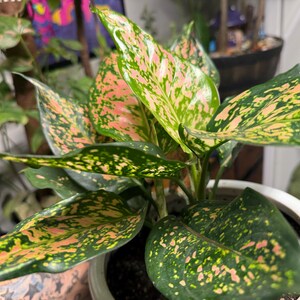 Peut inclure: Une plante Aglaonema aux feuilles larges en forme de lance, pr&eacute;sentant un motif panach&eacute; de vert for&ecirc;t profond, de vert citron clair et de taches rose saumon doux, plant&eacute;e dans un pot en c&eacute;ramique blanche lisse avec un bord visible.