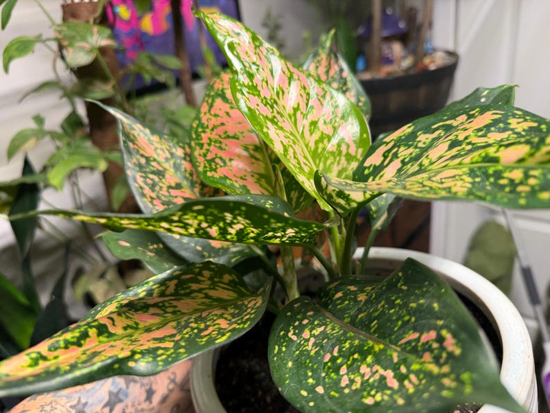 Peut inclure: Une plante Aglaonema aux feuilles larges en forme de lance, pr&eacute;sentant un motif panach&eacute; de vert for&ecirc;t profond, de vert citron clair et de taches rose saumon doux, plant&eacute;e dans un pot en c&eacute;ramique blanche lisse avec un bord visible.