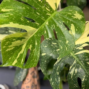 May include: A Monstera plant leaf featuring variegated patterns of deep green and creamy yellow. The large, heart-shaped leaf displays natural fenestrations, or splits, along its edges and surface, showcasing a distinct speckled color contrast.