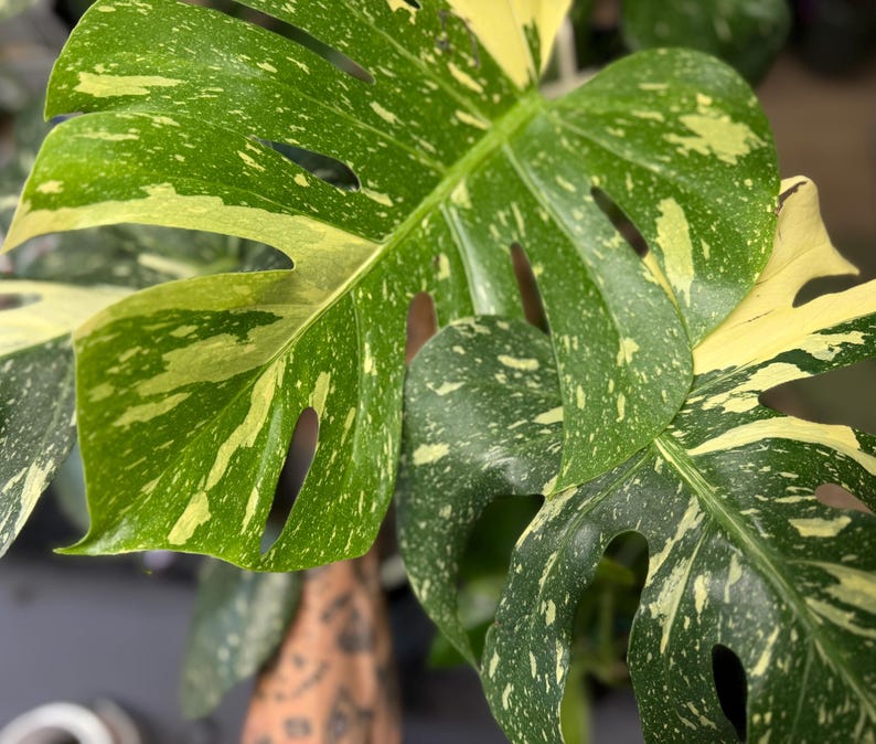 May include: A Monstera plant leaf featuring variegated patterns of deep green and creamy yellow. The large, heart-shaped leaf displays natural fenestrations, or splits, along its edges and surface, showcasing a distinct speckled color contrast.