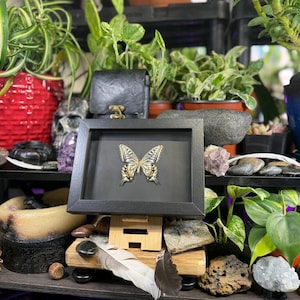 May include: A framed butterfly specimen with gold and black detailing. The butterfly is presented in a black frame, set against a black backdrop. The image is surrounded by plants, rocks, and other decorative items.