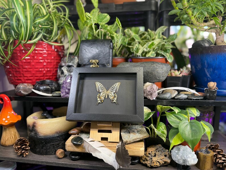 May include: A framed butterfly specimen with gold and black detailing. The butterfly is presented in a black frame, set against a black backdrop. The image is surrounded by plants, rocks, and other decorative items.