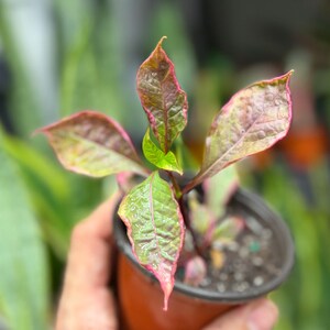 May include: A small plant in a brown plastic pot featuring pointed, textured leaves with a variegated color pattern of deep green, bronze, and vibrant pink edges. The foliage displays a prominent central vein and a slightly crinkled surface texture.